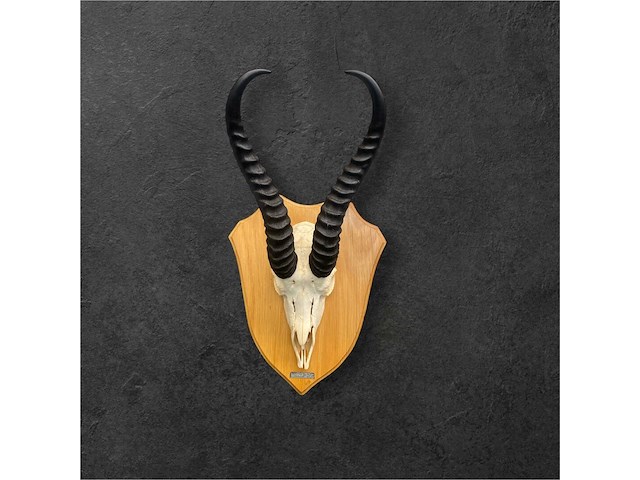 Springbok - zuid-afrika - afbeelding 2 van  4