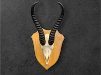 Springbok - zuid-afrika - afbeelding 2 van  4