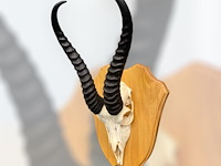 Springbok - zuid-afrika - afbeelding 3 van  4