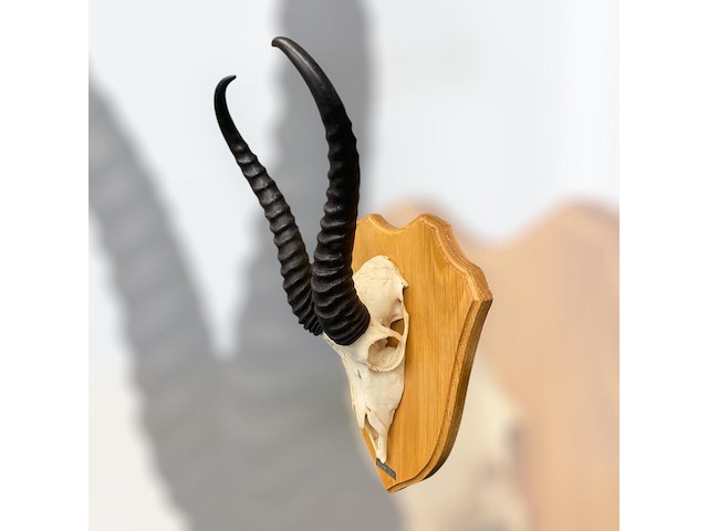 Springbok - zuid-afrika - afbeelding 4 van  4