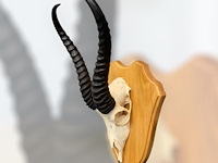 Springbok - zuid-afrika - afbeelding 4 van  4