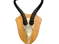 Springbok - zuid-afrika - afbeelding 1 van  4