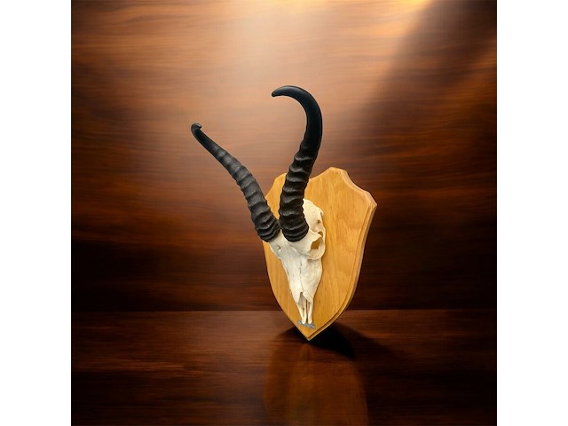 Springbok - zuid-afrika - afbeelding 2 van  4