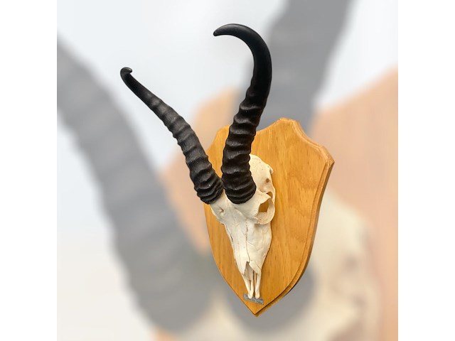 Springbok - zuid-afrika - afbeelding 3 van  4