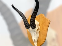 Springbok - zuid-afrika - afbeelding 3 van  4