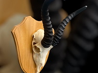 Springbok - zuid-afrika - afbeelding 4 van  4