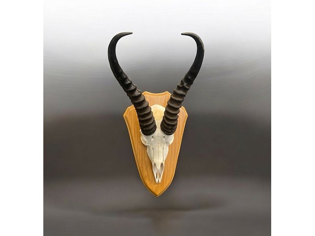 Springbok - zuid-afrika - afbeelding 1 van  4