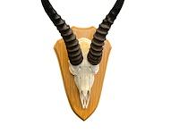 Springbok - zuid-afrika - afbeelding 2 van  4