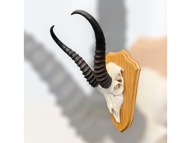 Springbok - zuid-afrika - afbeelding 3 van  4