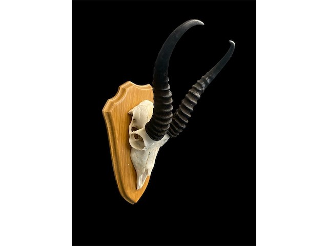 Springbok - zuid-afrika - afbeelding 4 van  4