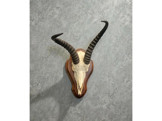 Springbok - zuid-afrika - afbeelding 1 van  4