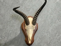 Springbok - zuid-afrika - afbeelding 1 van  4