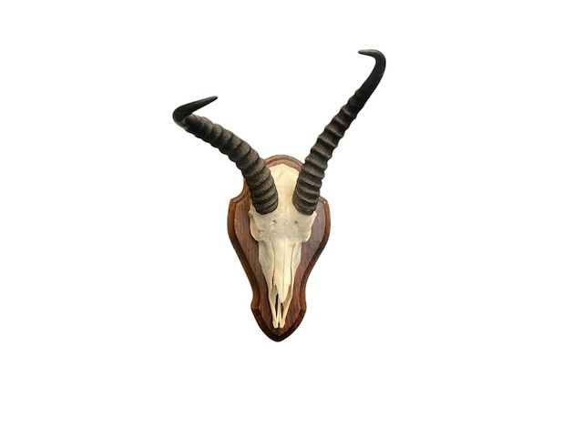 Springbok - zuid-afrika - afbeelding 2 van  4