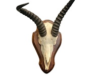 Springbok - zuid-afrika - afbeelding 2 van  4