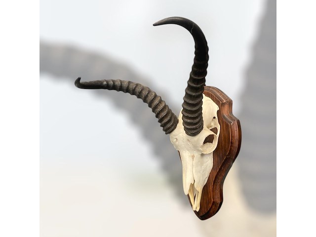 Springbok - zuid-afrika - afbeelding 3 van  4