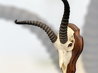 Springbok - zuid-afrika - afbeelding 3 van  4