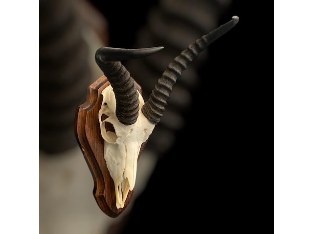 Springbok - zuid-afrika - afbeelding 4 van  4