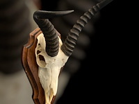 Springbok - zuid-afrika - afbeelding 4 van  4