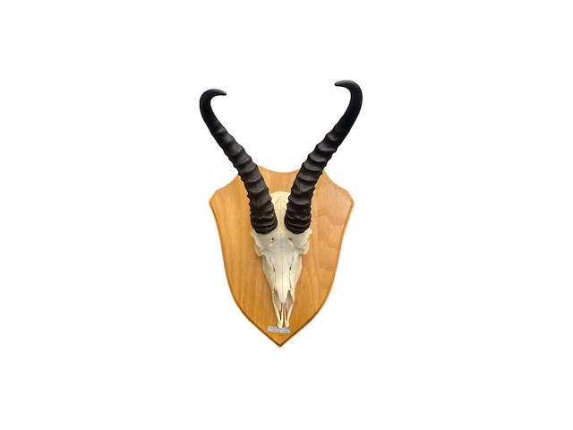 Springbok - zuid-afrika - afbeelding 1 van  4