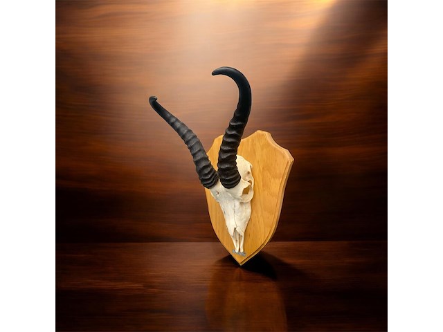 Springbok - zuid-afrika - afbeelding 2 van  4