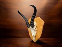 Springbok - zuid-afrika - afbeelding 2 van  4