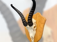 Springbok - zuid-afrika - afbeelding 3 van  4