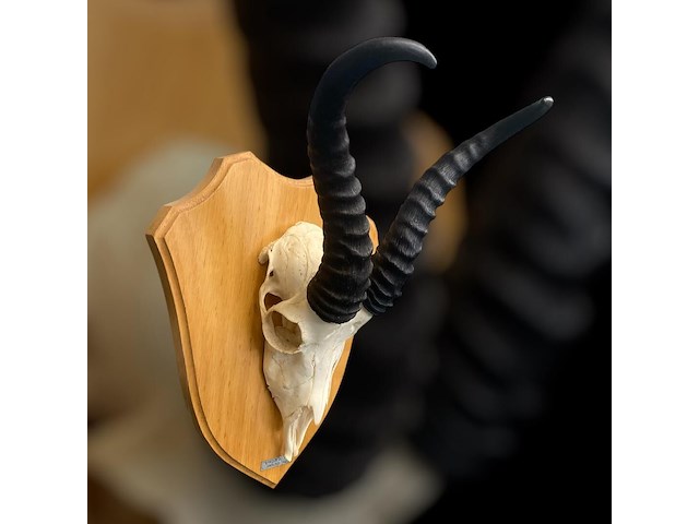 Springbok - zuid-afrika - afbeelding 4 van  4