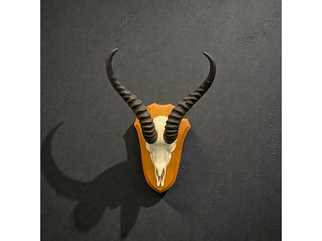 Springbok- schedel met hoorns - zuid-afrika - afbeelding 1 van  3