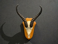 Springbok- schedel met hoorns - zuid-afrika - afbeelding 1 van  3