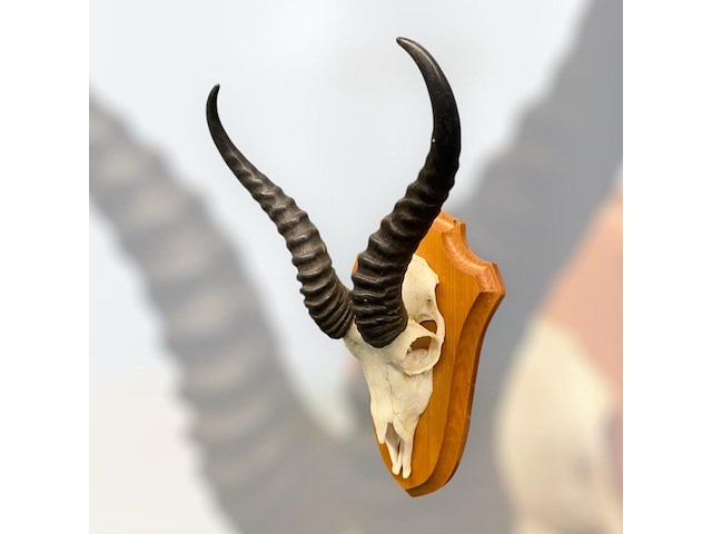 Springbok- schedel met hoorns - zuid-afrika - afbeelding 2 van  3