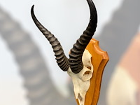 Springbok- schedel met hoorns - zuid-afrika - afbeelding 2 van  3