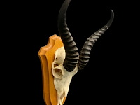 Springbok- schedel met hoorns - zuid-afrika - afbeelding 3 van  3