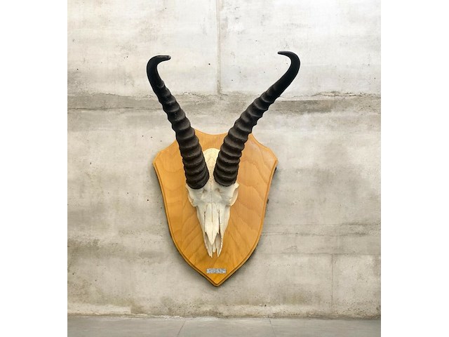 Springbok- zuid-afrika - afbeelding 1 van  5