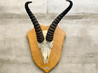 Springbok- zuid-afrika - afbeelding 1 van  5