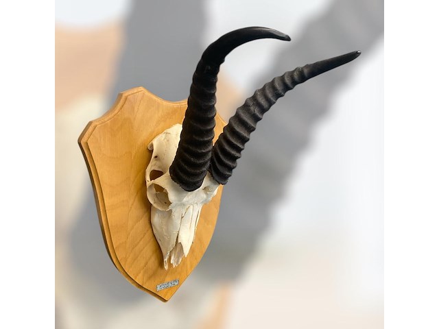 Springbok- zuid-afrika - afbeelding 3 van  5