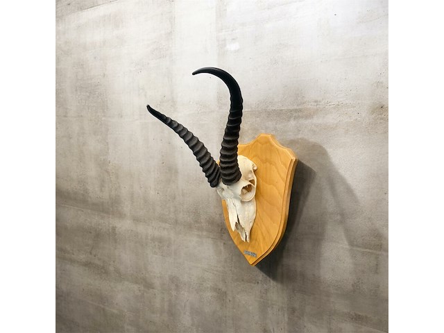 Springbok- zuid-afrika - afbeelding 4 van  5