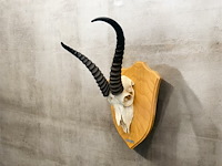 Springbok- zuid-afrika - afbeelding 4 van  5