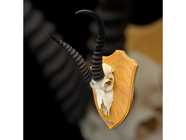 Springbok- zuid-afrika - afbeelding 5 van  5