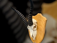 Springbok- zuid-afrika - afbeelding 5 van  5