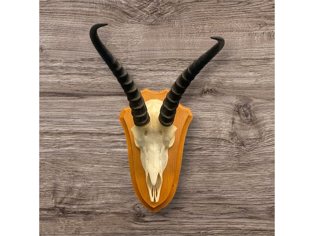 Springbok- zuid-afrika - afbeelding 1 van  4