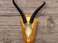 Springbok- zuid-afrika - afbeelding 1 van  4