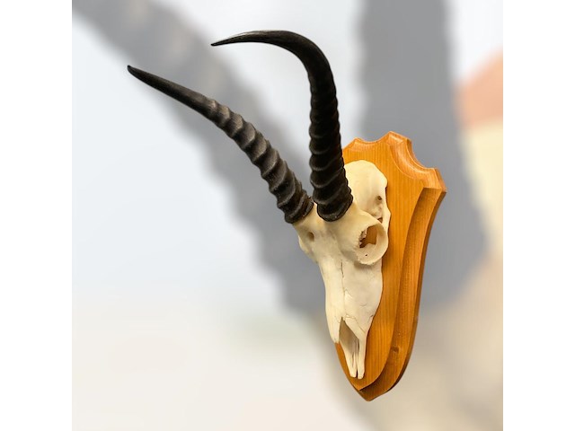 Springbok- zuid-afrika - afbeelding 2 van  4