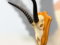 Springbok- zuid-afrika - afbeelding 2 van  4