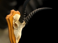 Springbok- zuid-afrika - afbeelding 3 van  4