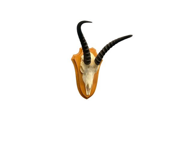 Springbok- zuid-afrika - afbeelding 4 van  4