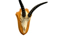 Springbok- zuid-afrika - afbeelding 4 van  4