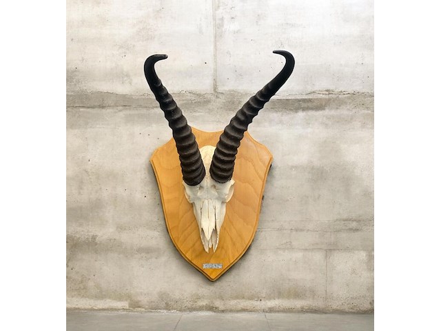 Springbok- zuid-afrika - afbeelding 1 van  5