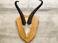 Springbok- zuid-afrika - afbeelding 1 van  5