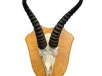 Springbok- zuid-afrika - afbeelding 2 van  5