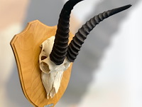 Springbok- zuid-afrika - afbeelding 3 van  5